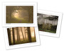 Peak District Cards - Woods